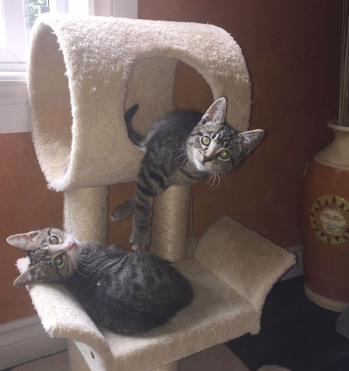 KIKI & ROCKY - Sister pair