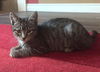 KIKI & ROCKY - Sister pair