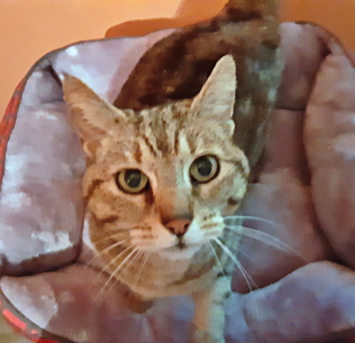 MOMO - Offered by Owner - Senior Gal