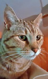 MOMO - Offered by Owner - Senior Gal