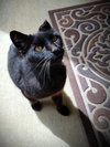McSCRUFFY - Offered by Owner - Adult