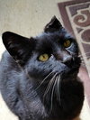 McSCRUFFY - Offered by Owner - Adult