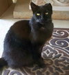 McSCRUFFY - Offered by Owner - Adult