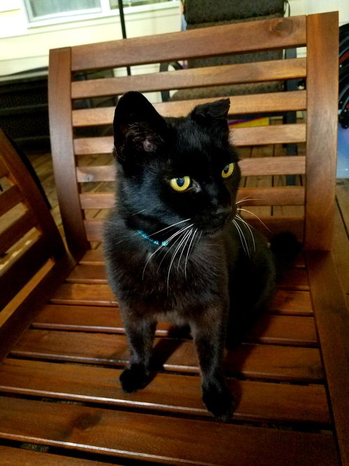 McSCRUFFY - Offered by Owner - Adult