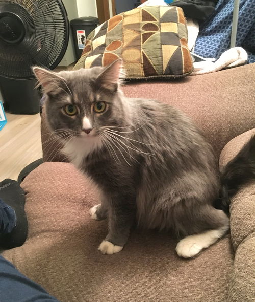 LOKI - Offered by Owner  - Young Adult