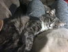 LOKI - Offered by Owner  - Young Adult