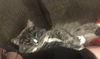 LOKI - Offered by Owner  - Young Adult