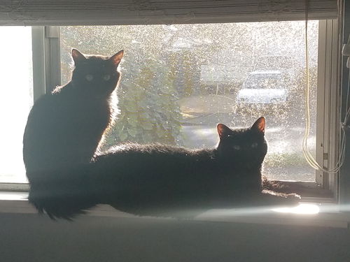 NINJA & MITTENS - Offered by Owner bonded pair