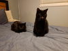 NINJA & MITTENS - Offered by Owner bonded pair