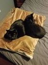 NINJA & MITTENS - Offered by Owner bonded pair