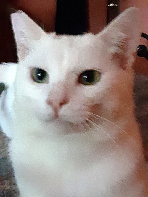 SNOWDEN - Offered by Owner Young adult