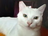 SNOWDEN - Offered by Owner Young adult