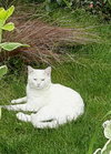 SNOWDEN - Offered by Owner Young adult