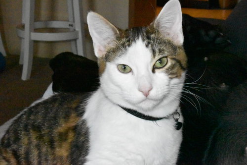 CHARLIE - Offered by Owner - Teen