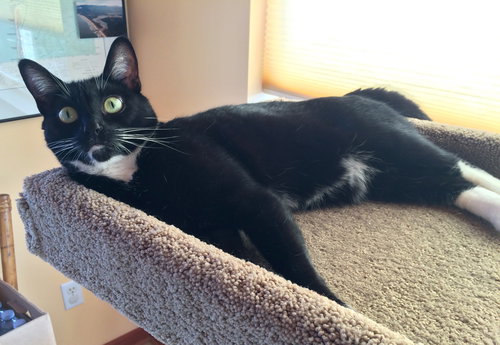 COOKIE - Offered by Owner - Senior sweetie