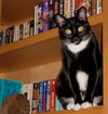 COOKIE - Offered by Owner - Senior sweetie