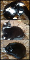 COOKIE - Offered by Owner - Senior sweetie