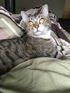 ROXIE - Offred by Owner