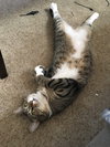 ROXIE - Offred by Owner