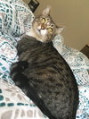 ROXIE - Offred by Owner