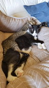 SIMON - Offered by Owner Young adult