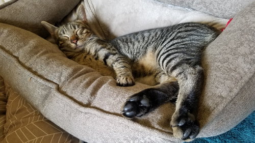 SIMON - Offered by Owner Young adult