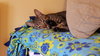 SIMON - Offered by Owner Young adult