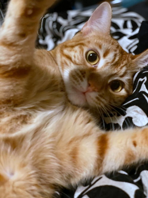 ARES - Offered by Owner -- Young Adult