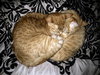 ARES - Offered by Owner -- Young Adult