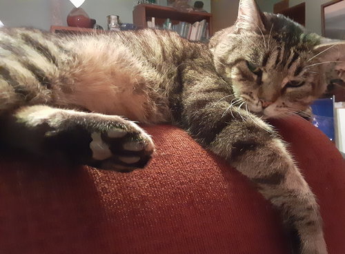 OSCAR - Offered by Owner - FIV +
