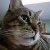 OSCAR - Offered by Owner - FIV +