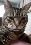 OSCAR - Offered by Owner - FIV +