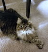 SASSY - Offered by Owner - Calm home? Great cat!