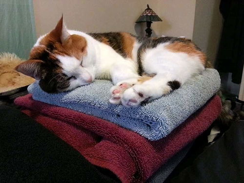 BIBI & GURDY - Offered by Owner - Senior Pair