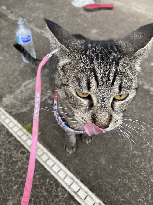 LYNXY - Offered by Owner - Young female
