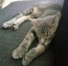 LEXI and THEO - Bonded Sibling Kittens