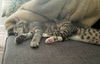 LEXI and THEO - Bonded Sibling Kittens