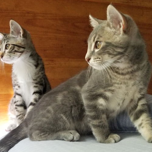 LEXI and THEO - Bonded Sibling Kittens
