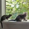 LEXI and THEO - Bonded Sibling Kittens
