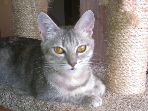 LUCY - Young Sweetheart
