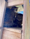 FERAL BARN CATS - Mousers