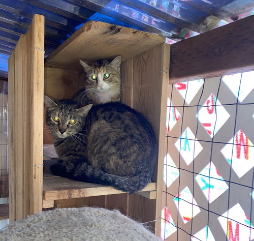 FERAL BARN CATS - Mousers