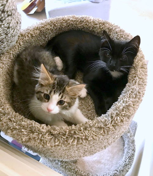 KITTEN SISTERS - Toph and Yue - Bonded pair