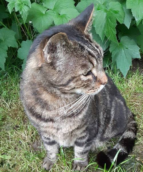 Mr.O - Offered by Owner - Senior FIV+