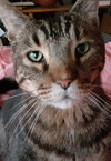 Mr.O - Offered by Owner - Senior FIV+