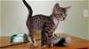 Raleigh - Triple Treat kitten