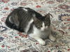 LOLA - Small and Young