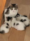 LOLA - Small and Young