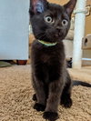 SULU