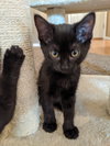 SULU